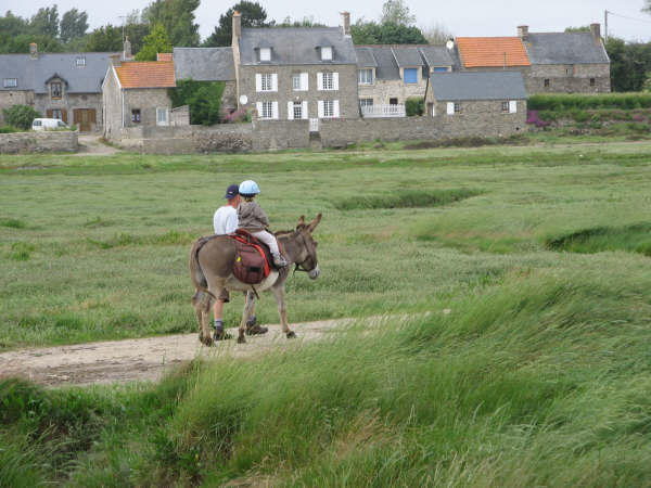 Randonnée à la plage avec un âne sellé en passant dans les voies vertes et dans le havre de Portbail