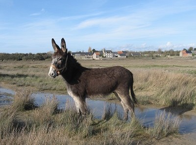 Promenade