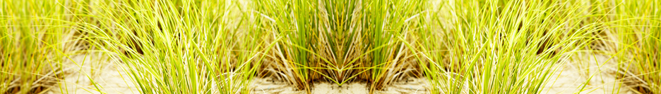 Autour de l'âne décor